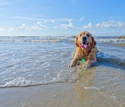 atd spain, dog on beach in Cadiz