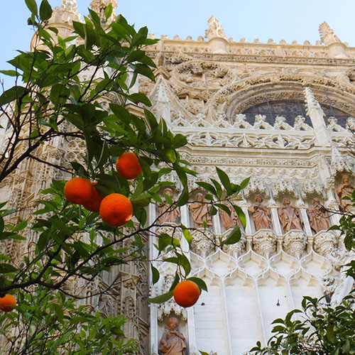 cathedral in Seville with orange tree